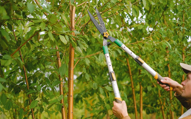 Tree trimming in Emerson, IA